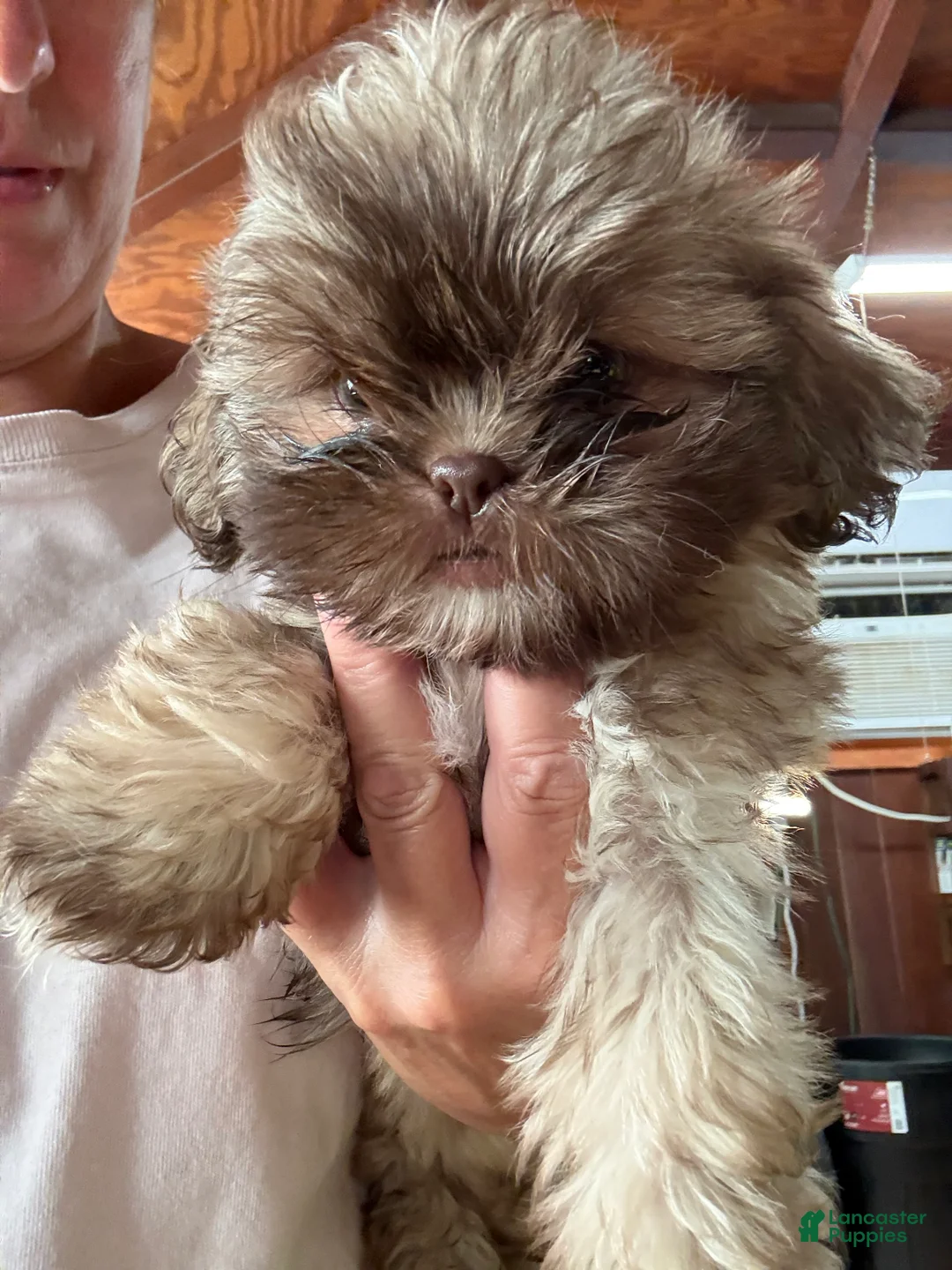 Shih Tzu dogs for sale: Shih Tzu 3 - Ad 2