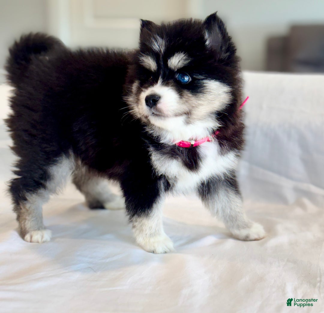 Pomsky dogs for sale: Faith.   Pomsky Puppy 3 - Ad 11