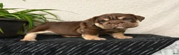 English Bulldog dogs for sale: Rayne - Ad 2