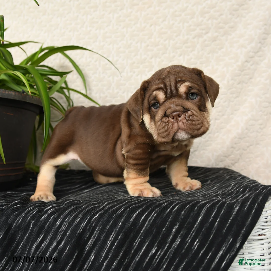 English Bulldog dogs for sale: Rayne - Ad 2