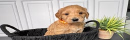 Mini Goldendoodle dogs for sale: Wells Mini Goldendoodle - Ad 1