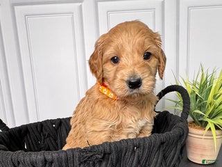 Mini Goldendoodle dogs for sale: Wells Mini Goldendoodle - Ad 4