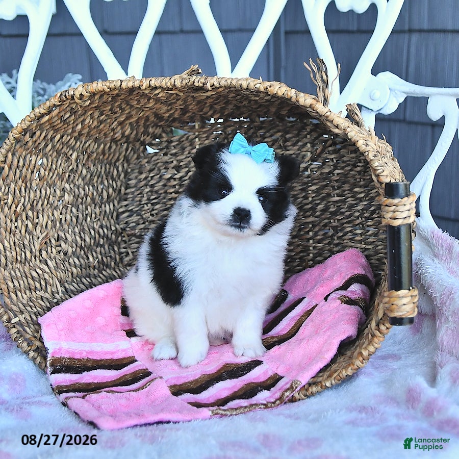 Pomeranian dogs Amber - Ad 1