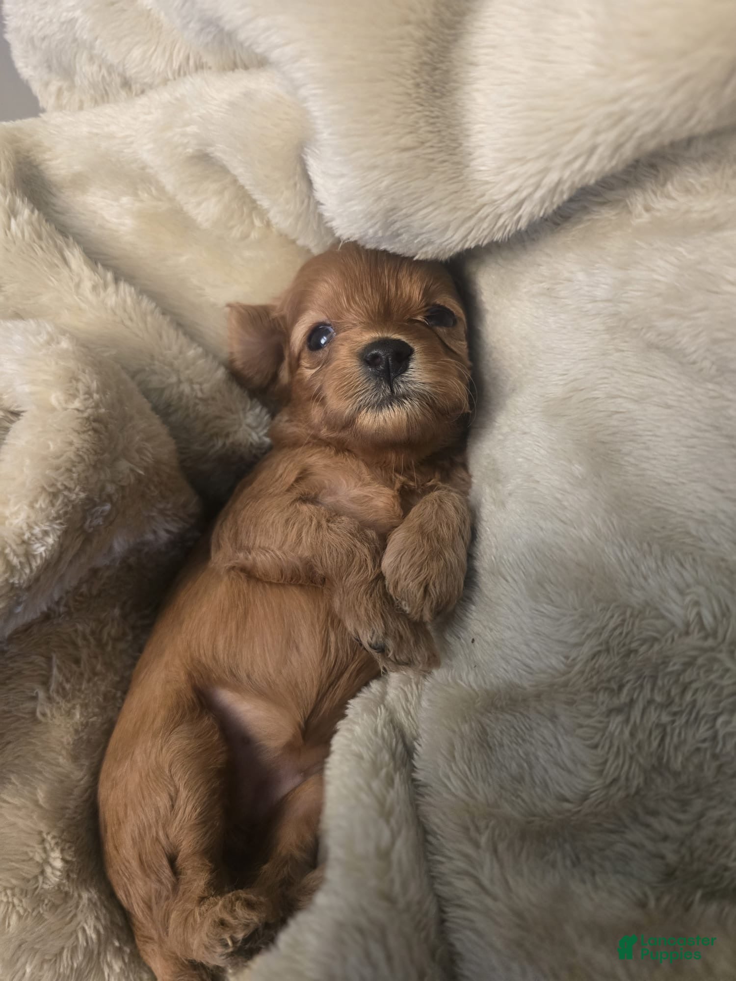 Cavapoo dogs Lluvia - Ad 37