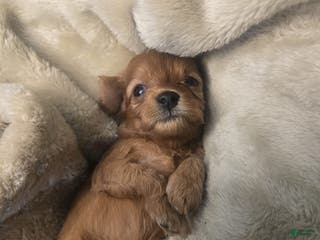 Cavapoo dogs Lluvia - Ad 15