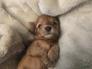 Cavapoo dogs Lluvia - Ad 27