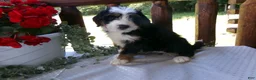 Mini Bernedoodle dogs for sale: Blake - Ad 9