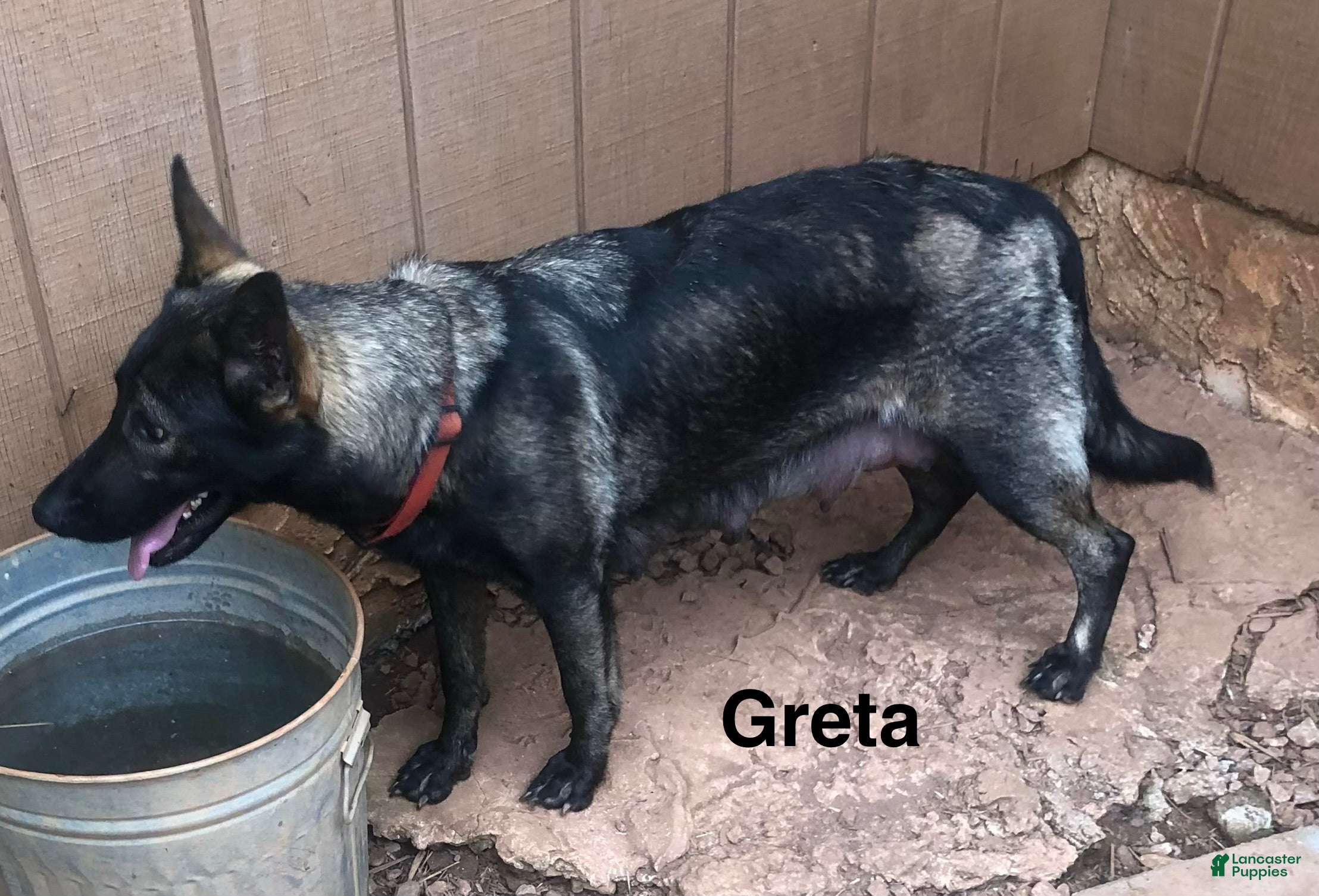 German Shepherd dogs Orange boy - Ad 2