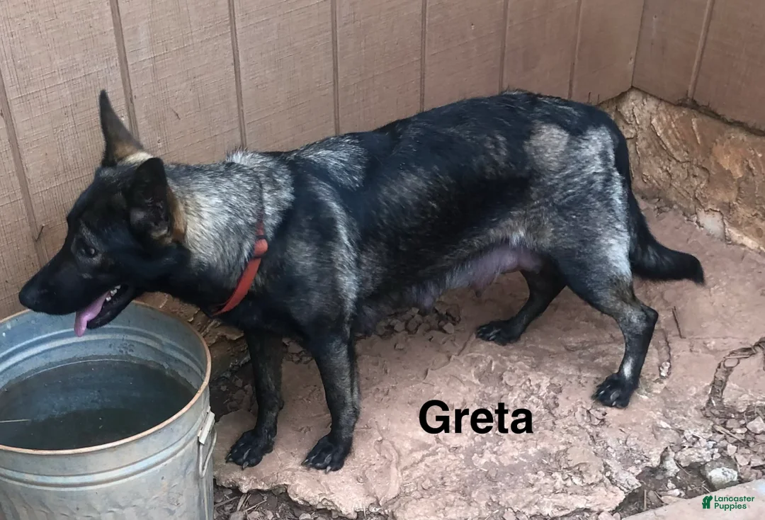 German Shepherd dogs for sale: Blue Boy - Ad 2