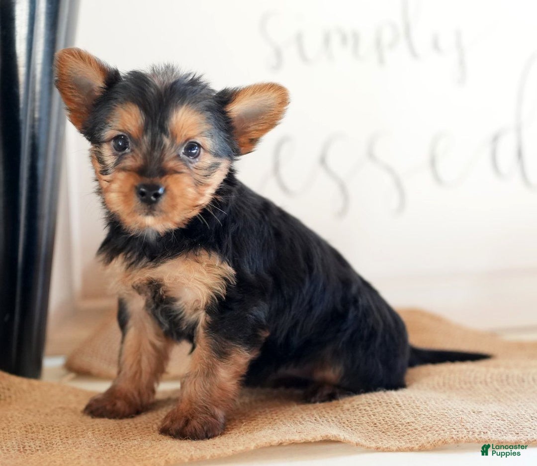 Morkie dogs for sale: Paisley - Ad 3