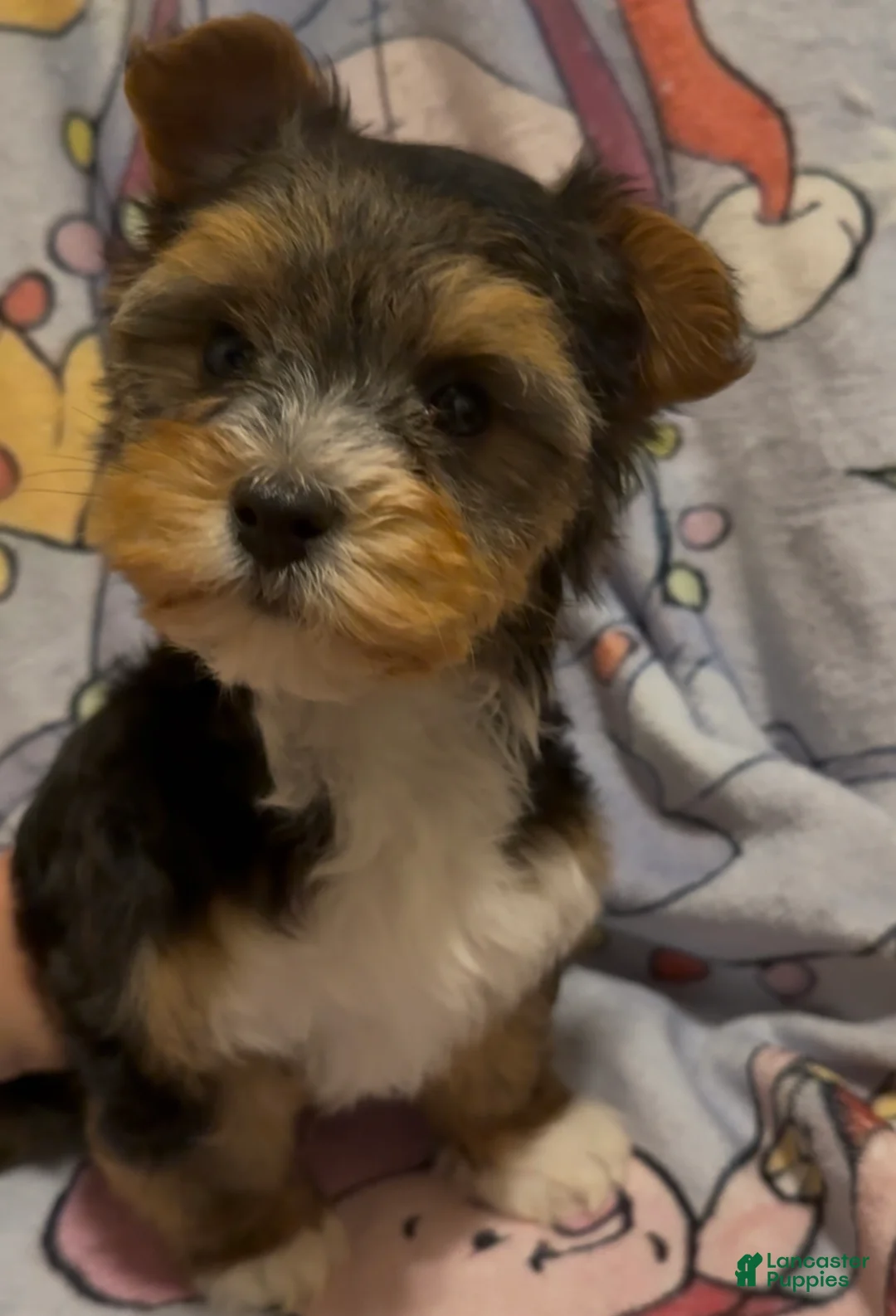 Yorkshire Terrier dogs for sale: Yorkshire Terrier Puppy 1 - Ad 1