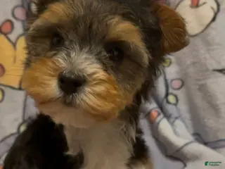 Yorkshire Terrier dogs Yorkshire Terrier Puppy 1 - Ad 16