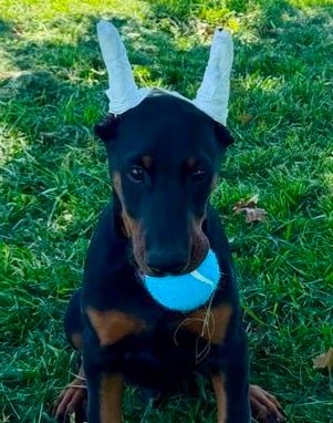 Doberman Pinscher dogs Hefty Boy - Ad 35
