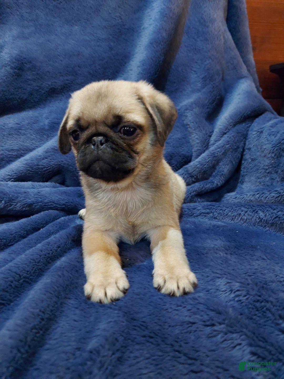 Pug dogs for sale: WILLIE - Ad 5