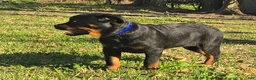 Rottweiler dogs for sale: Silk - Ad 7