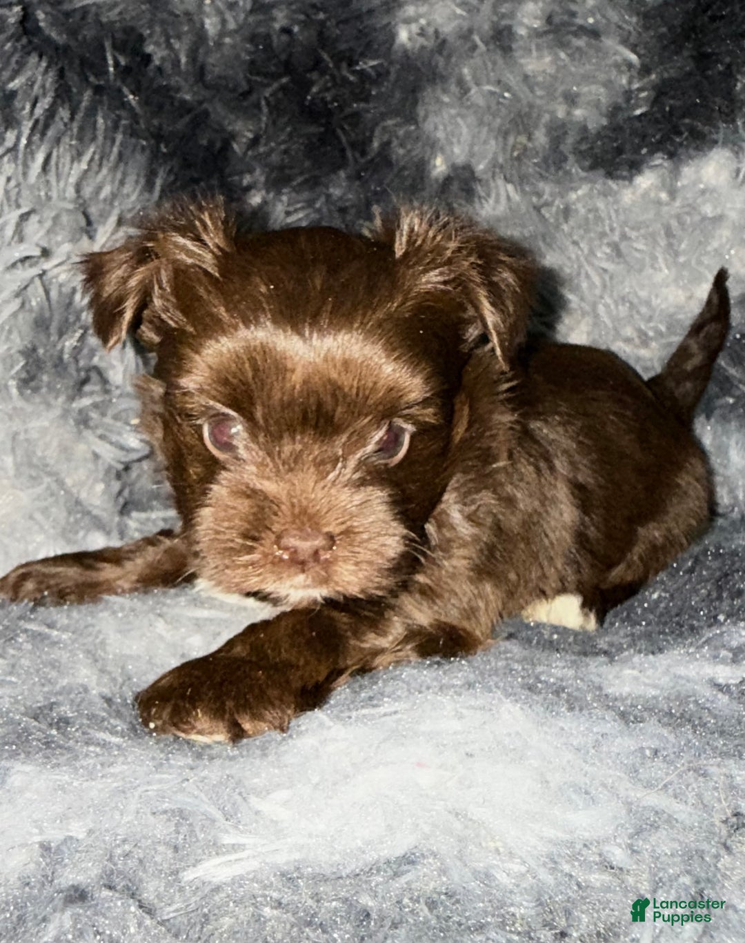 Yorkshire Terrier dogs for sale: Handsome - Ad 5