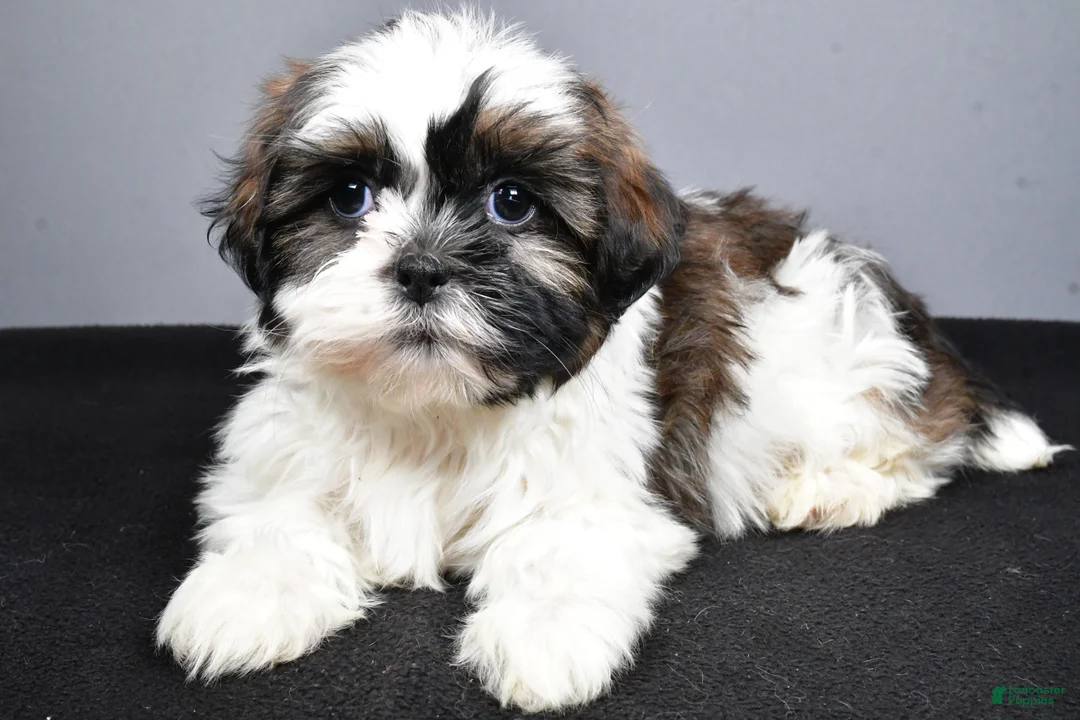 Shih Tzu dogs for sale: Gina - Ad 1
