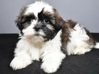 Shih Tzu dogs Gina - Ad 38