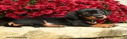 Dachshund dogs for sale: Daisy - Ad 4
