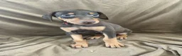 Doberman Pinscher dogs for sale: Red Collar  - Ad 4