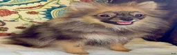 Pomeranian dogs for sale: Pomeranian Puppy Ruby - Ad 4