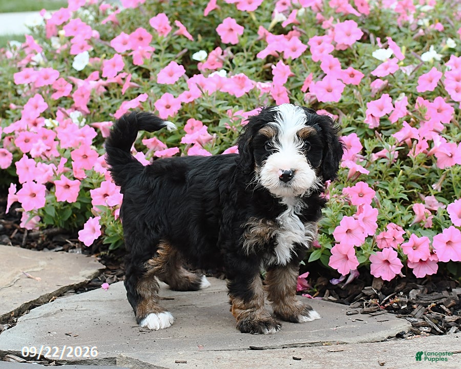 Mini Bernedoodle dogs Archer - Ad 2