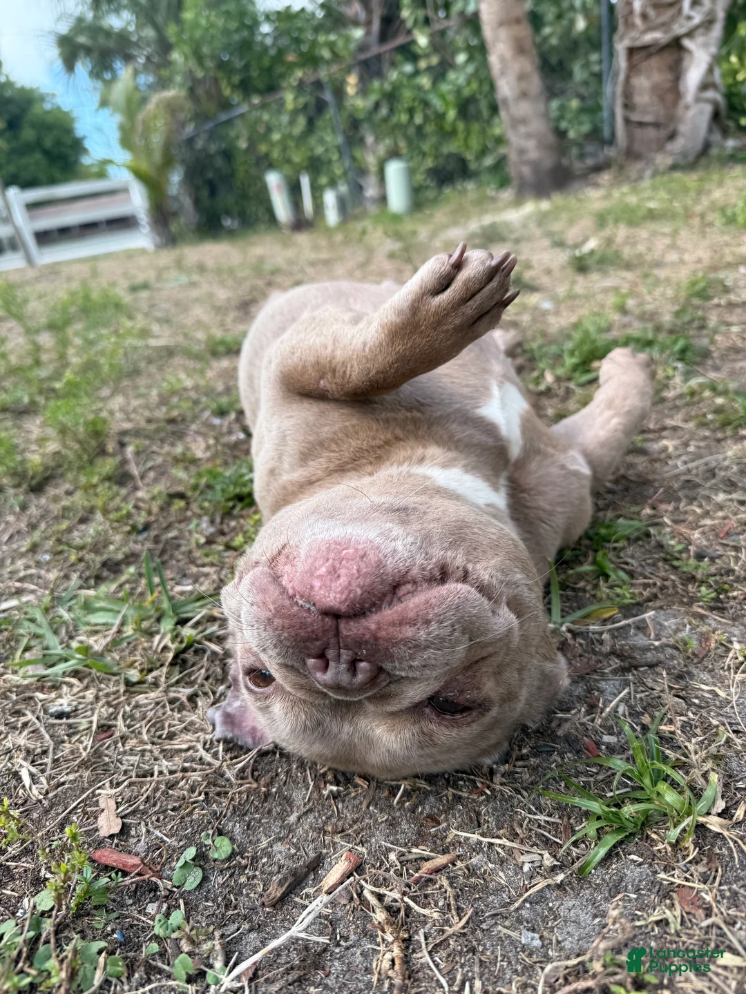 French Bulldog dogs for sale: Honey - Ad 10