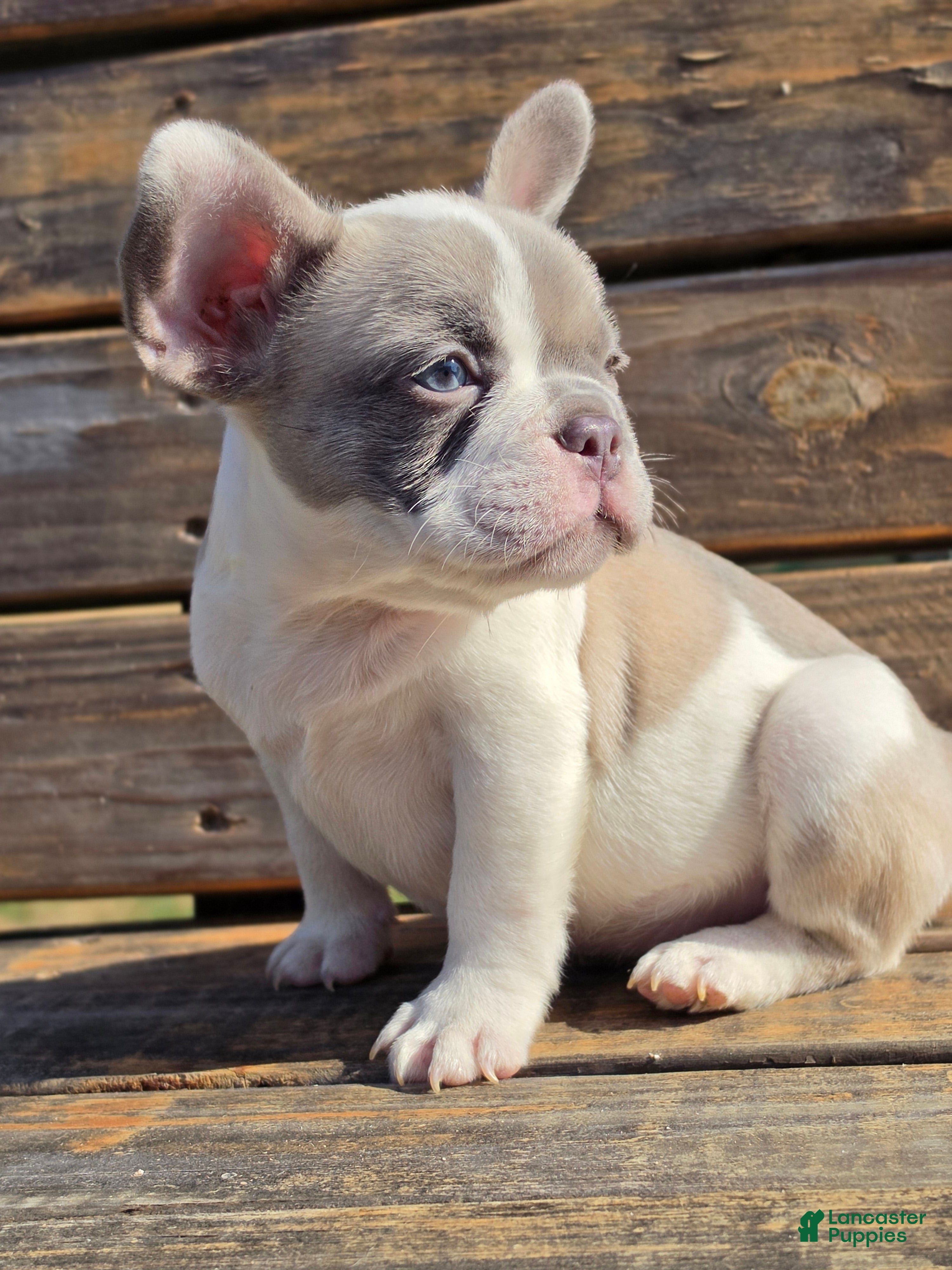 French Bulldog dogs for sale: CODI - Ad 1