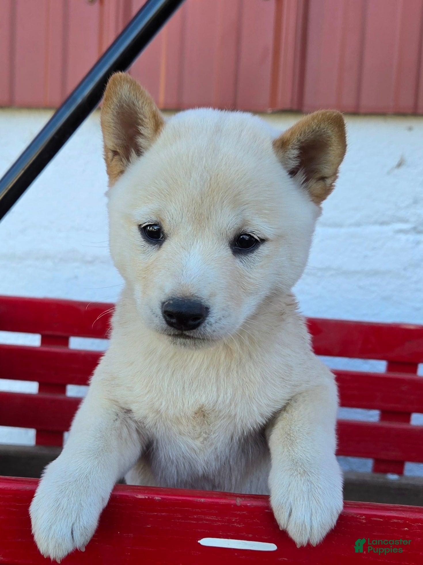 Shiba Inu dogs for sale: Autumn - Ad 1