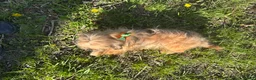 Mixed Breed dogs for sale: Rocky - Ad 8