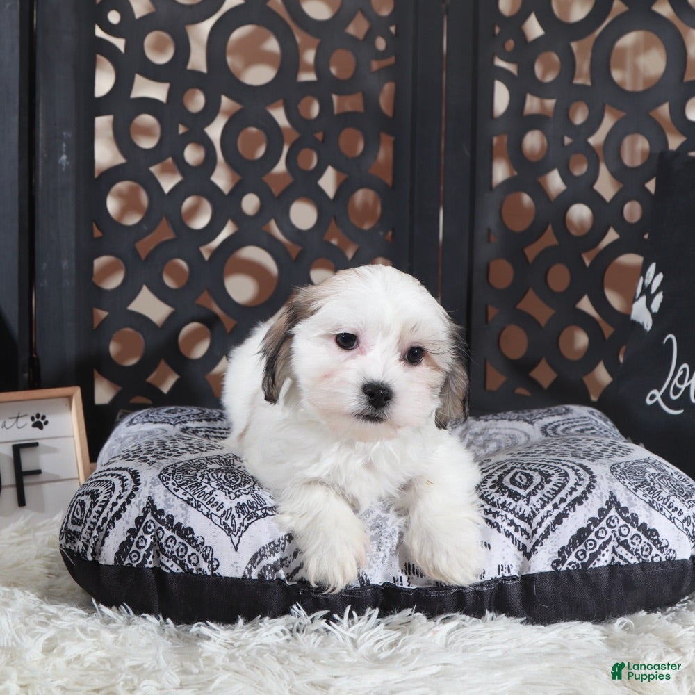 Teddy Bear dogs Andy Teddy Bear Puppy - Ad 1