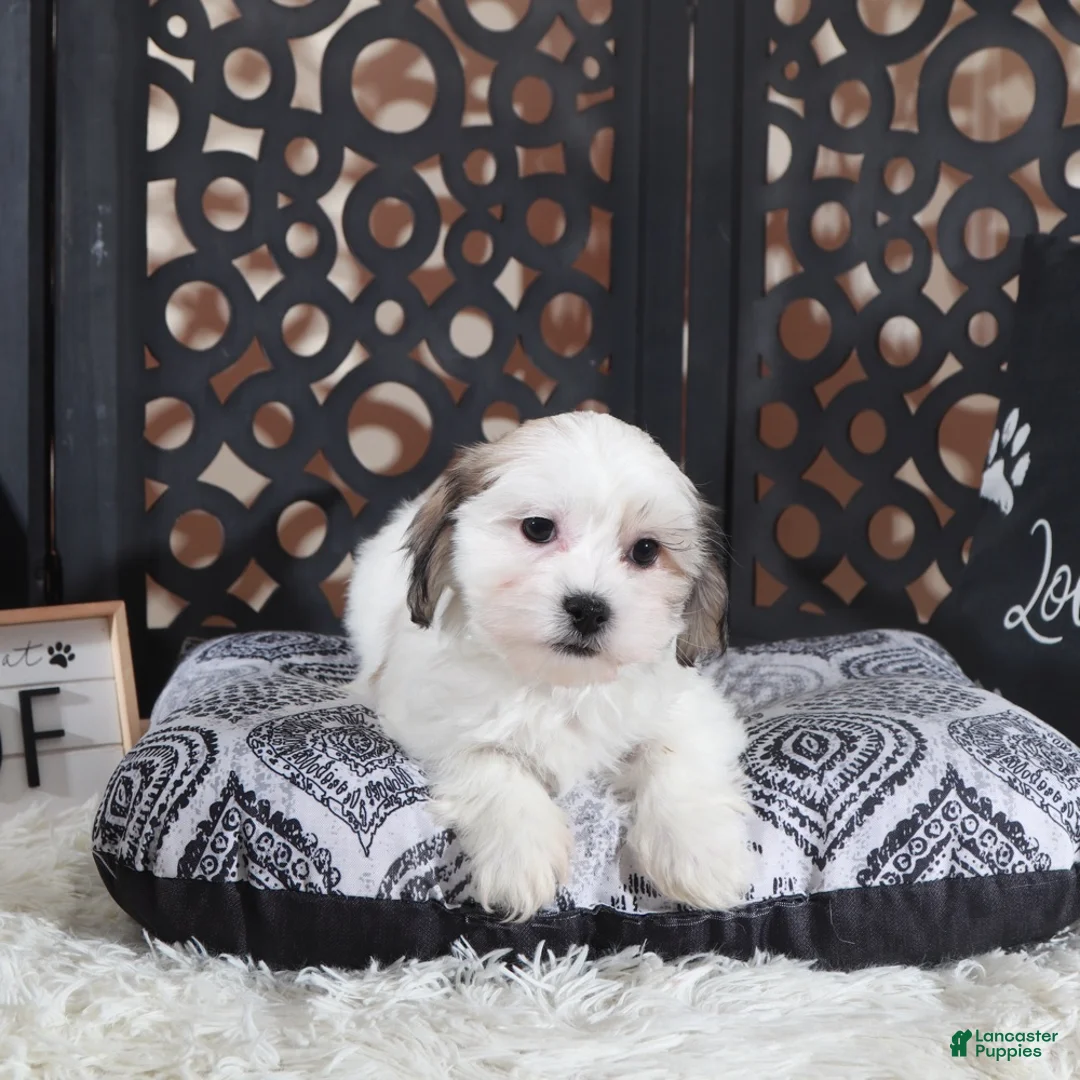 Teddy Bear dogs for sale: Andy Teddy Bear Puppy - Ad 1