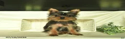 Yorkshire Terrier dogs for sale: Prince   - Ad 4