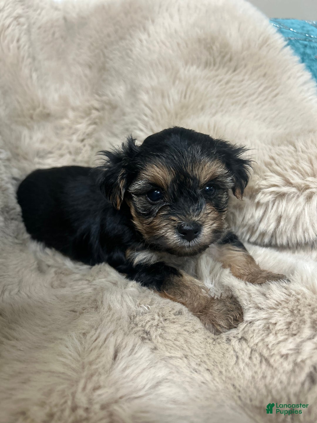 Morkie dogs for sale: Teddy - Ad 1