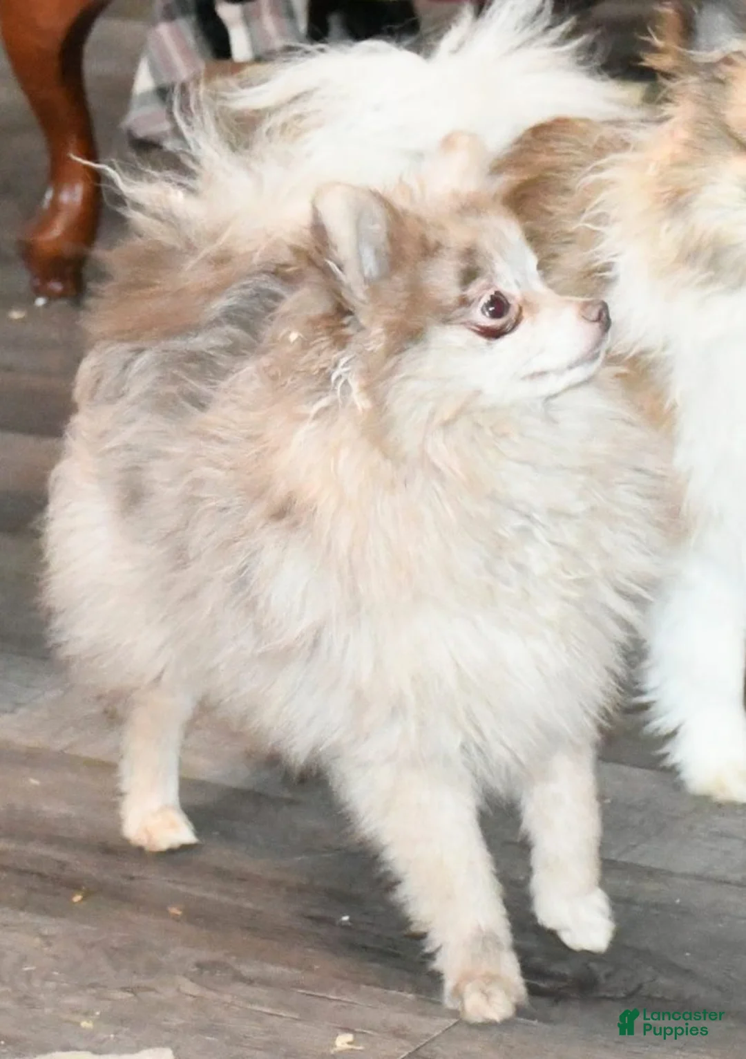 Pomeranian dogs for sale: Next Hall's Amethyst Emalee - Ad 2