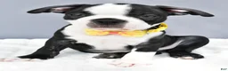 Boston Terrier dogs for sale: Simon - Ad 5