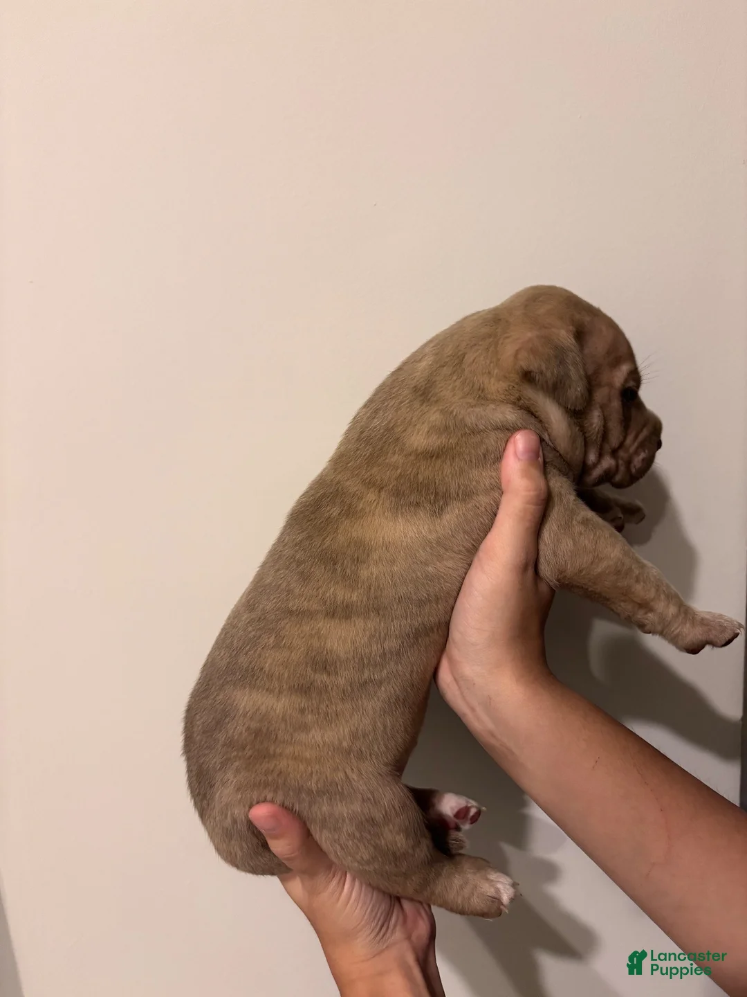 American Bully dogs for sale: American XL Bully 2 - Ad 2