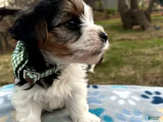 Yorkshire Terrier dogs for sale: Yorkshire Terrier Puppy 2 - Ad 1