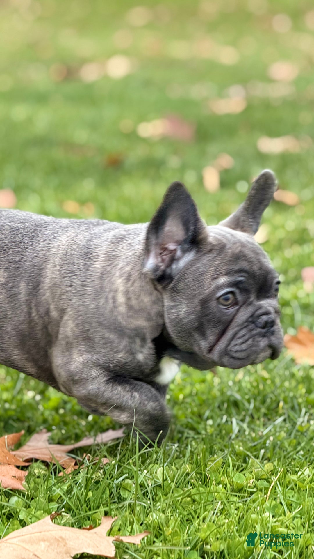 French Bulldog dogs for sale: French Bulldog Puppy 2 - Ad 5