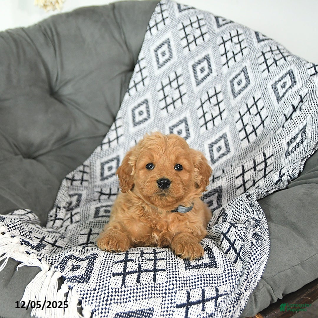 Mini Goldendoodle dogs for sale: Elf - Ad 5