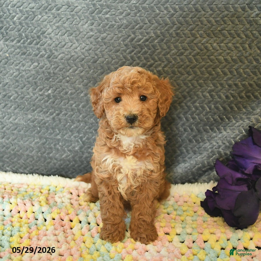 Mini Goldendoodle dogs for sale: Diamond  - Ad 2
