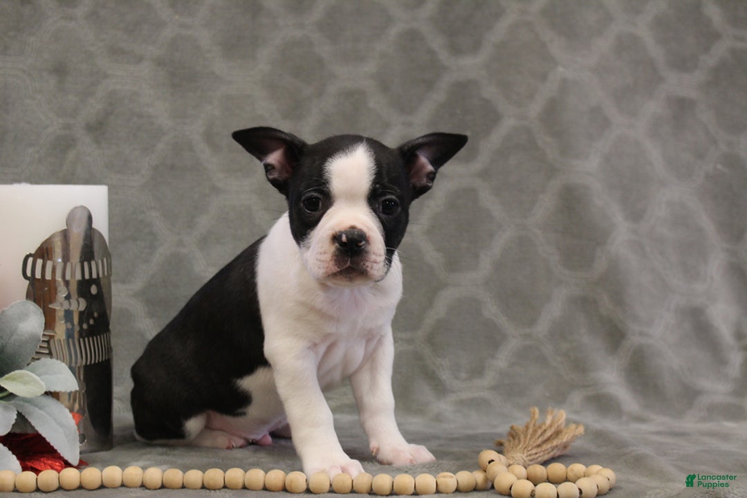 Boston Terrier dogs for sale: Chance - Ad 5