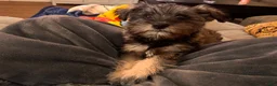 Miniature Schnauzer dogs for sale: Miniature Schnauzer 2 - Ad 2