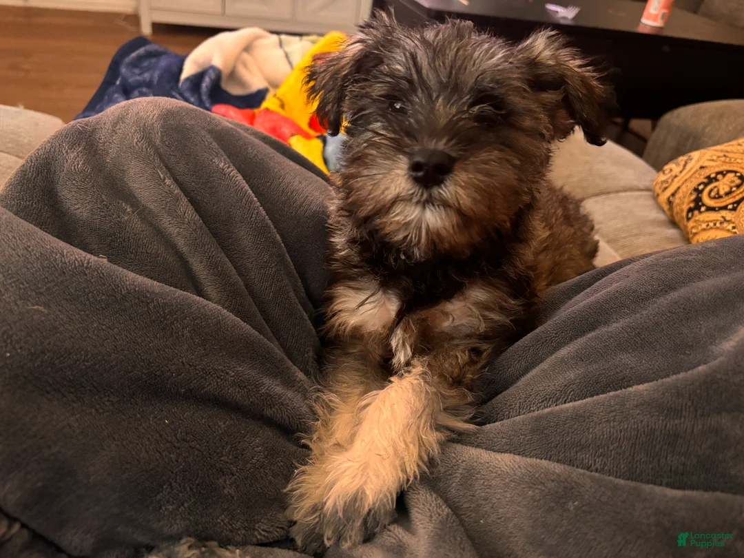 Miniature Schnauzer dogs for sale: Miniature Schnauzer 2 - Ad 2