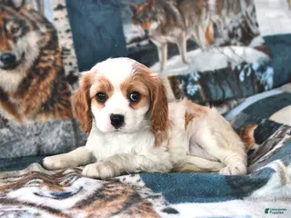 Cavalier King Charles Spaniel dogs for sale: Holly - Ad 4