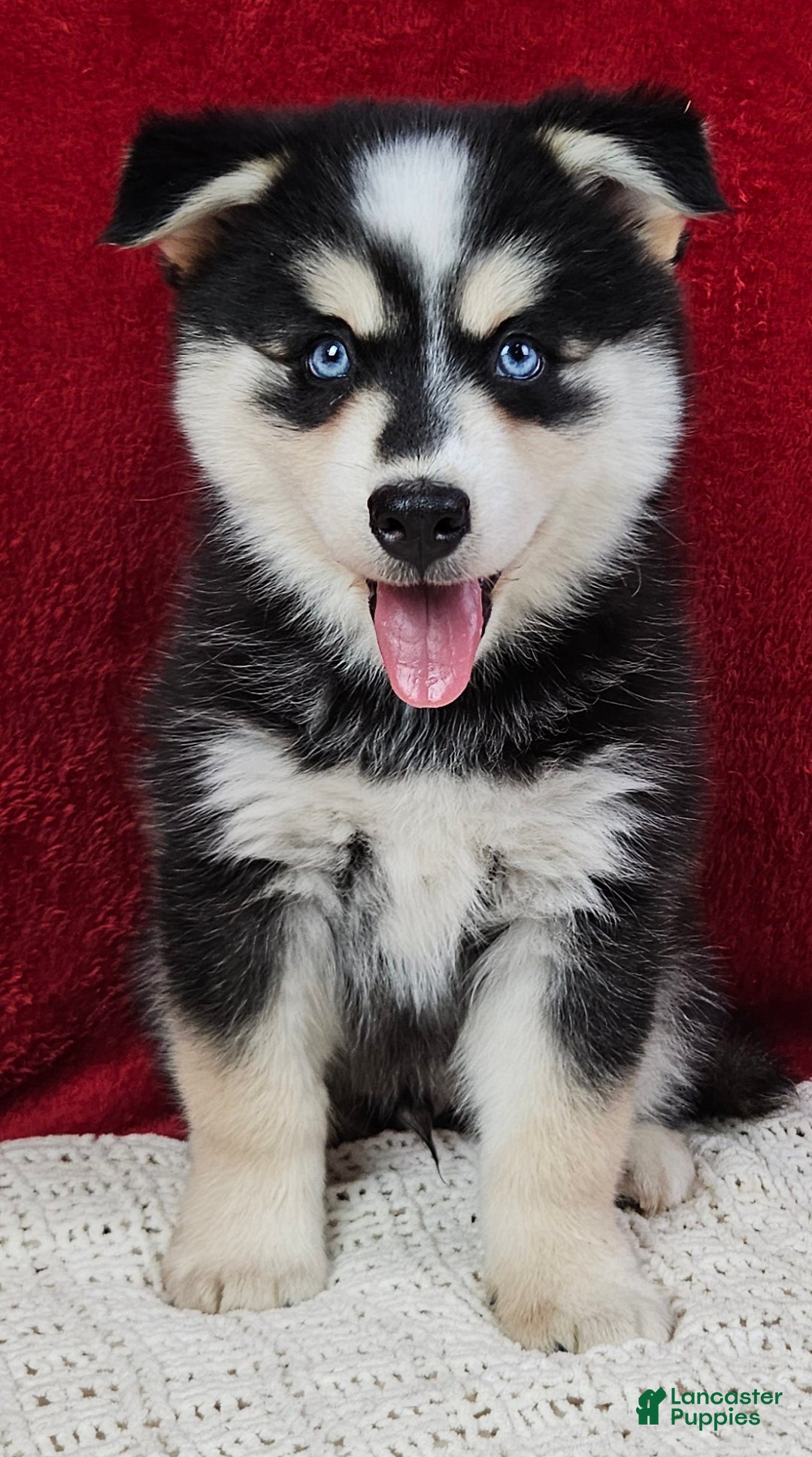 Pomsky dogs for sale: Atlas - Ad 1