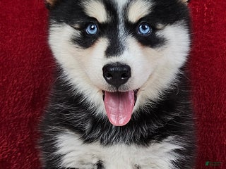 Pomsky dogs Atlas - Ad 16