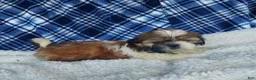 Shih Tzu dogs for sale: MOLLY - Ad 3