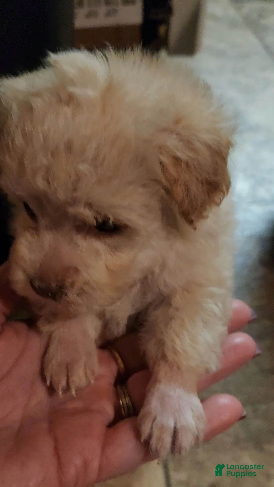 Havapoo dogs for sale: Havapoo Puppy 1 - Ad 11