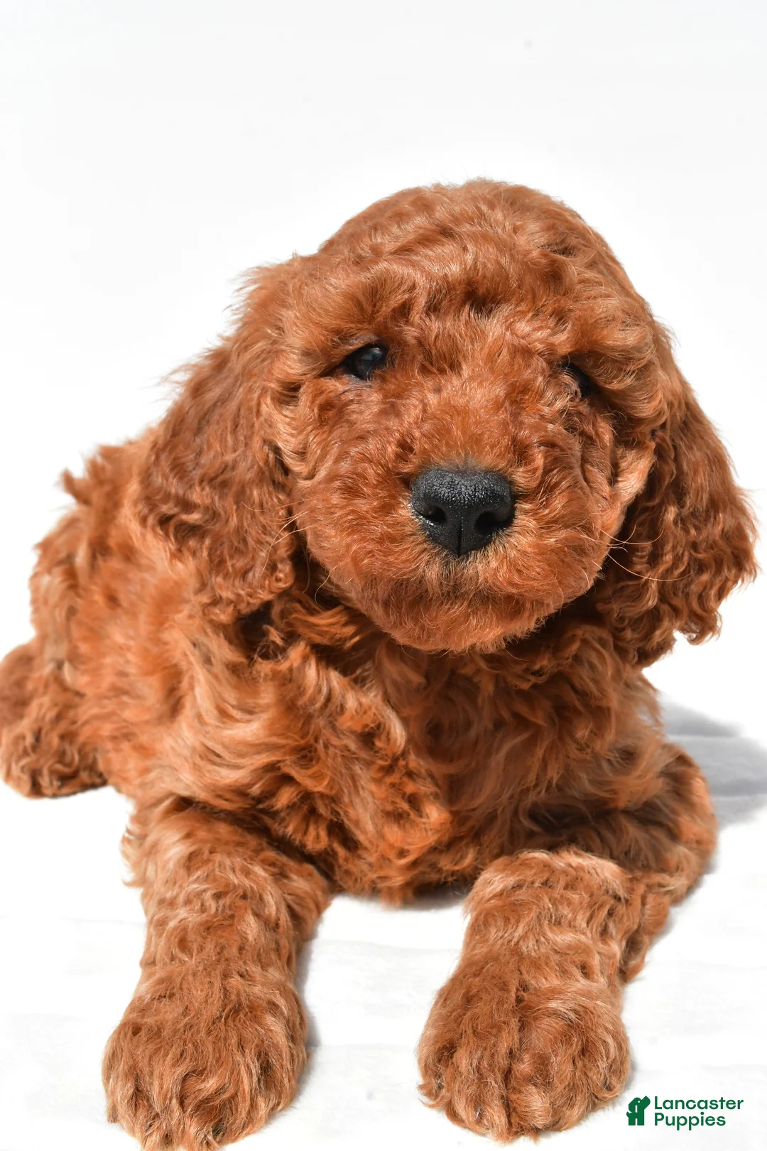 Mini Goldendoodle dogs for sale: Teddy - Ad 2